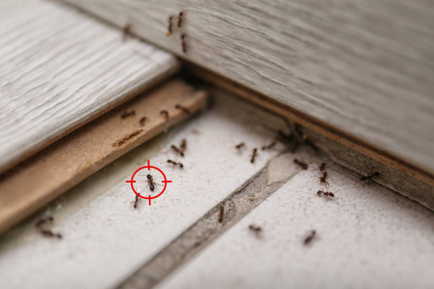 Best Residential Pest Control  in Fordoche, LA